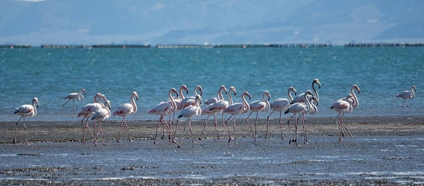 Καζακστάν: Εκατοντάδες ροζ φλαμίνγκο στη λίμνη Καρακόλ (βίντεο)